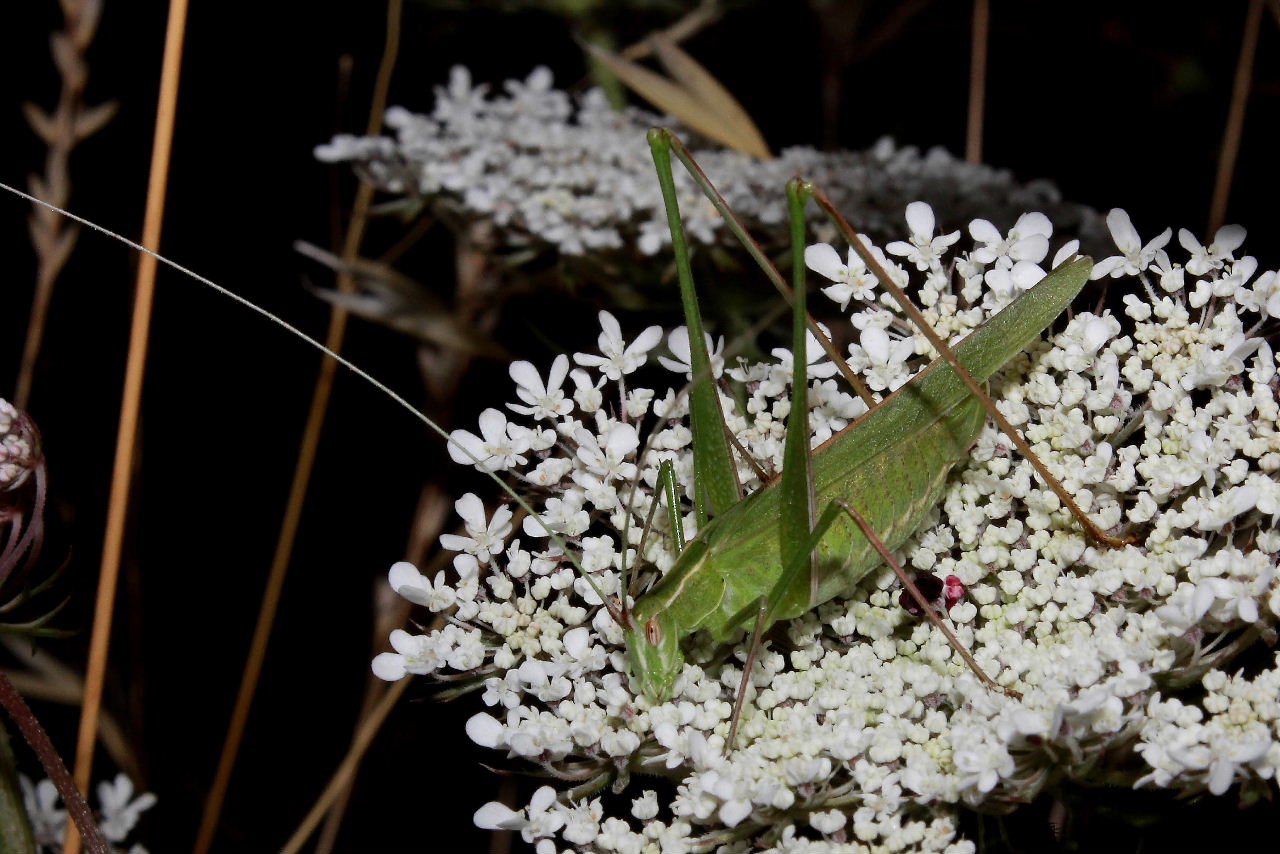 Orthoptera da determinare-1 ??
